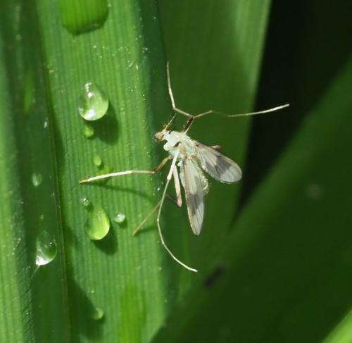 Stenochironomus gibbus
